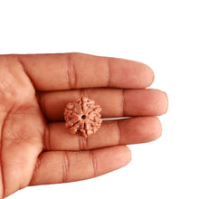 Load image into Gallery viewer, 6 Mukhi Rudraksha from Nepal - Bead No. 376
