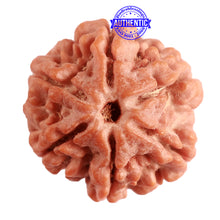 Load image into Gallery viewer, 6 Mukhi Rudraksha from Nepal - Bead No. 376
