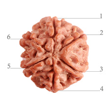 Load image into Gallery viewer, 6 Mukhi Rudraksha from Nepal - Bead No. 376
