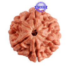 Load image into Gallery viewer, 6 Mukhi Rudraksha from Nepal - Bead No. 377
