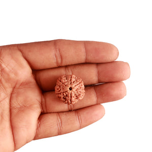 6 Mukhi Rudraksha from Nepal - Bead No. 378