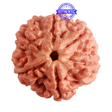 Load image into Gallery viewer, 6 Mukhi Rudraksha from Nepal - Bead No. 378
