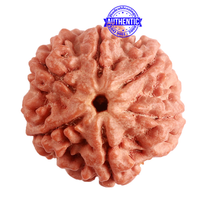 6 Mukhi Rudraksha from Nepal - Bead No. 378
