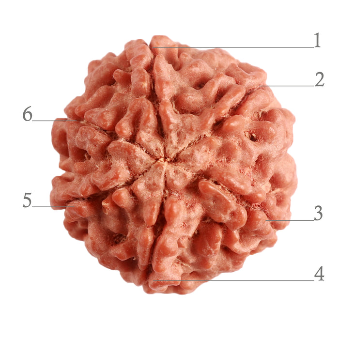 6 Mukhi Rudraksha from Nepal - Bead No. 378