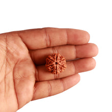 Load image into Gallery viewer, 6 Mukhi Rudraksha from Nepal - Bead No. 379
