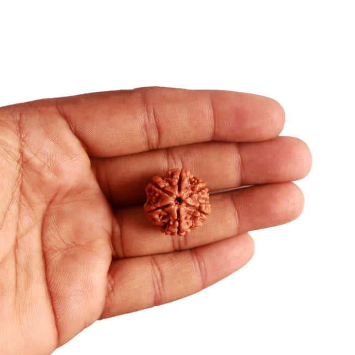 6 Mukhi Rudraksha from Nepal - Bead No. 379