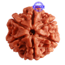 Load image into Gallery viewer, 6 Mukhi Rudraksha from Nepal - Bead No. 379
