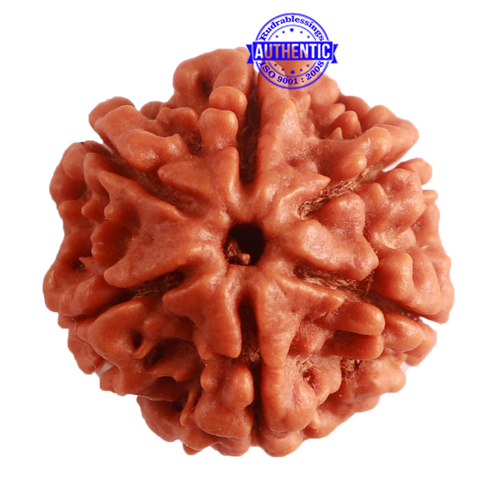 6 Mukhi Rudraksha from Nepal - Bead No. 379