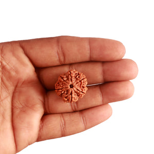 6 Mukhi Rudraksha from Nepal - Bead No. 380