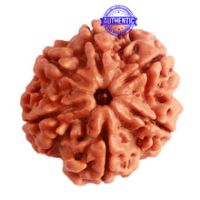 Load image into Gallery viewer, 6 Mukhi Rudraksha from Nepal - Bead No. 380
