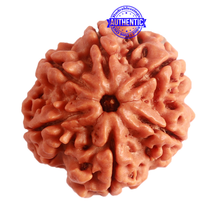 6 Mukhi Rudraksha from Nepal - Bead No. 380