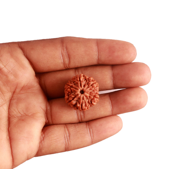 6 Mukhi Rudraksha from Nepal - Bead No. 381