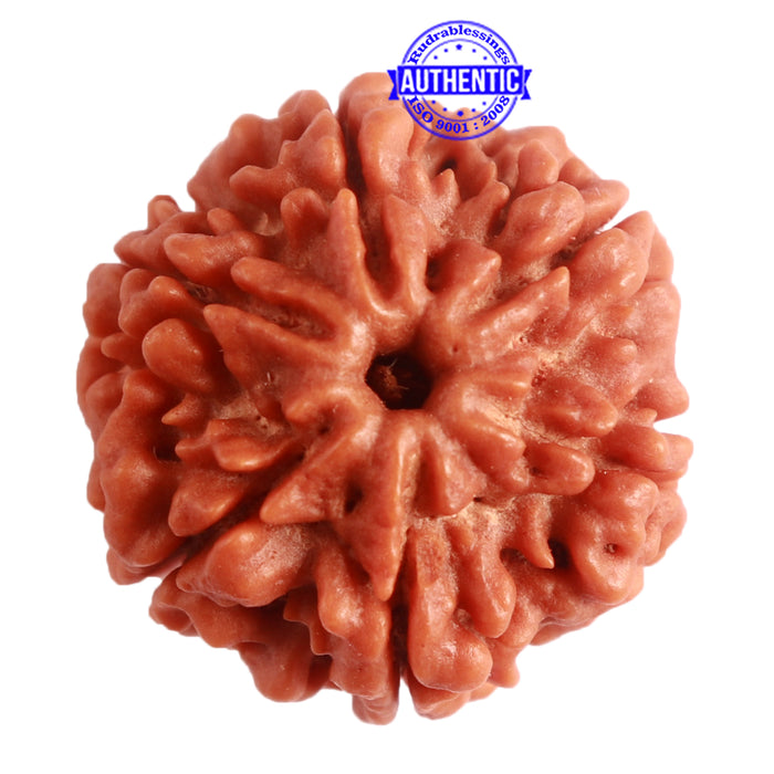 6 Mukhi Rudraksha from Nepal - Bead No. 381