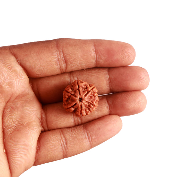 6 Mukhi Rudraksha from Nepal - Bead No. 382