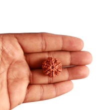 Load image into Gallery viewer, 6 Mukhi Rudraksha from Nepal - Bead No. 384
