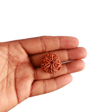 Load image into Gallery viewer, 6 Mukhi Rudraksha from Nepal - Bead No. 385

