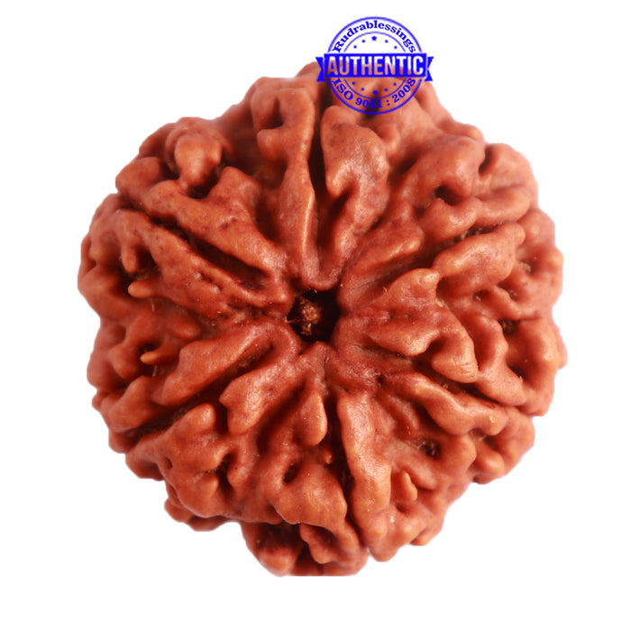 6 Mukhi Rudraksha from Nepal - Bead No. 385