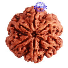 Load image into Gallery viewer, 6 Mukhi Rudraksha from Nepal - Bead No. 386
