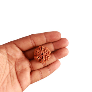 6 Mukhi Rudraksha from Nepal - Bead No. 387