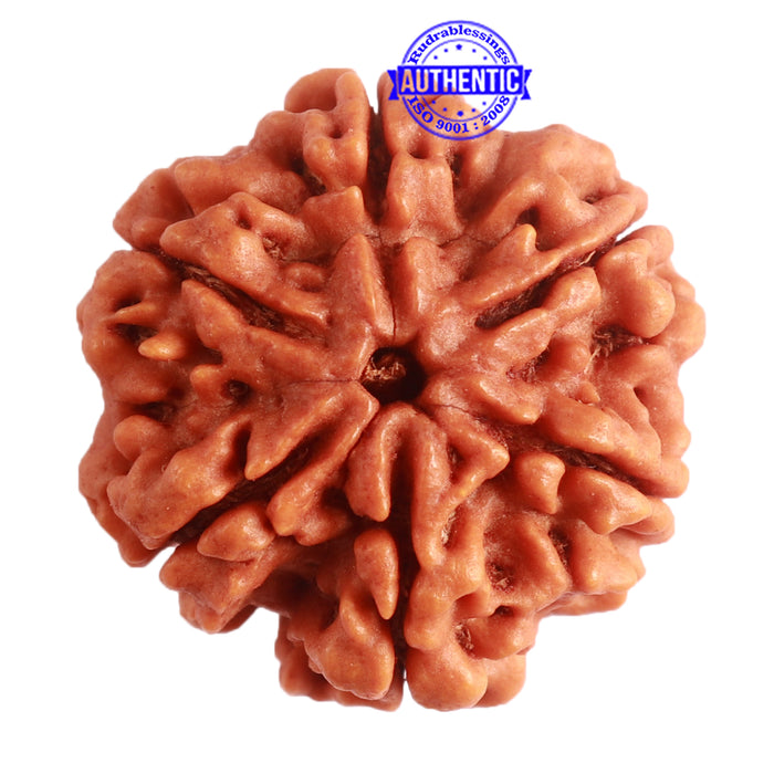 6 Mukhi Rudraksha from Nepal - Bead No. 387