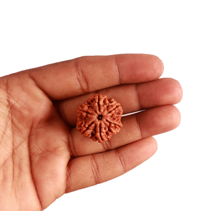 6 Mukhi Rudraksha from Nepal - Bead No. 388