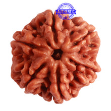 Load image into Gallery viewer, 6 Mukhi Rudraksha from Nepal - Bead No. 388
