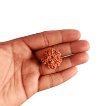 Load image into Gallery viewer, 6 Mukhi Rudraksha from Nepal - Bead No. 389
