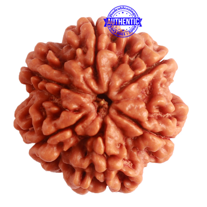 6 Mukhi Rudraksha from Nepal - Bead No. 389