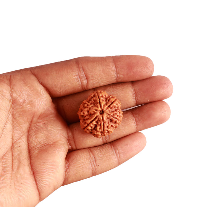 6 Mukhi Rudraksha from Nepal - Bead No. 390