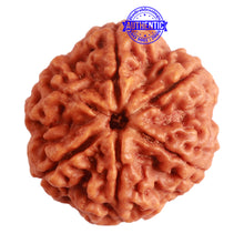 Load image into Gallery viewer, 6 Mukhi Rudraksha from Nepal - Bead No. 390
