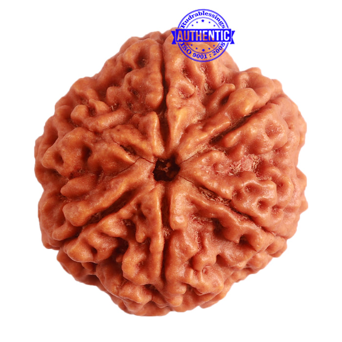6 Mukhi Rudraksha from Nepal - Bead No. 390