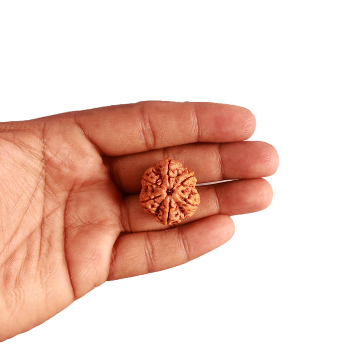6 Mukhi Rudraksha from Nepal - Bead No. 391