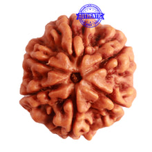 Load image into Gallery viewer, 6 Mukhi Rudraksha from Nepal - Bead No. 393
