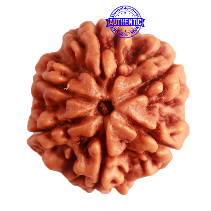 6 Mukhi Rudraksha from Nepal - Bead No. 393