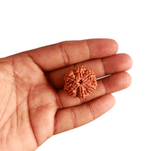 Load image into Gallery viewer, 6 Mukhi Rudraksha from Nepal - Bead No. 394
