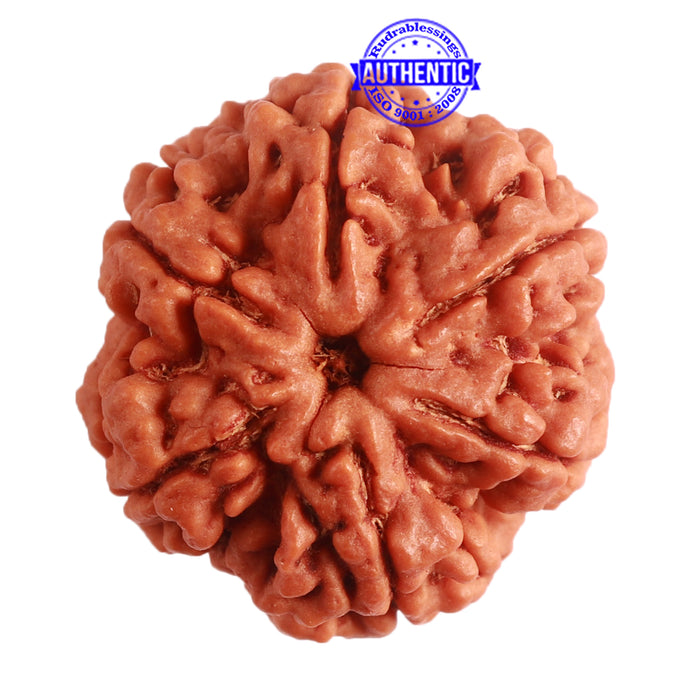 6 Mukhi Rudraksha from Nepal - Bead No. 394