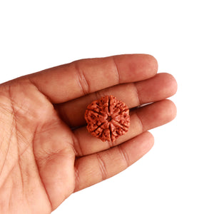 6 Mukhi Rudraksha from Nepal - Bead No. 395