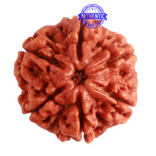 Load image into Gallery viewer, 6 Mukhi Rudraksha from Nepal - Bead No. 395
