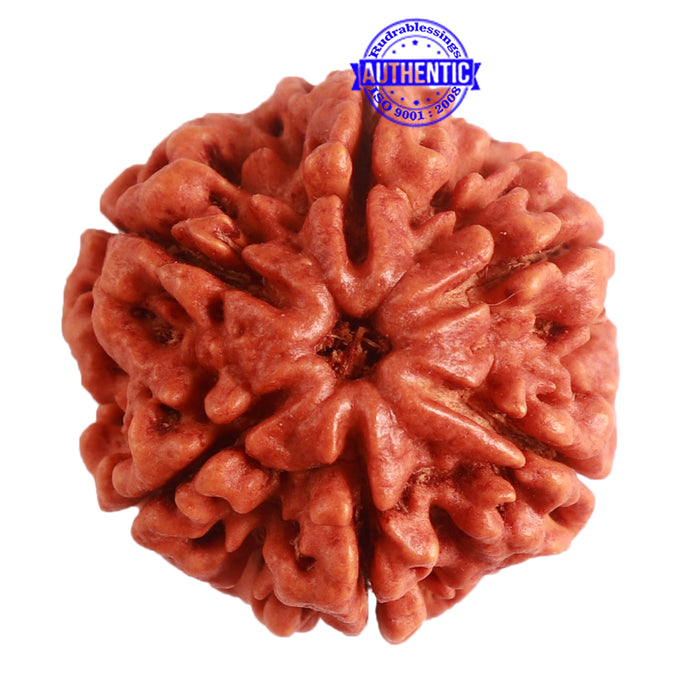 6 Mukhi Rudraksha from Nepal - Bead No. 395