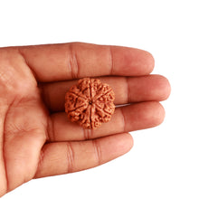 Load image into Gallery viewer, 6 Mukhi Rudraksha from Nepal - Bead No. 396
