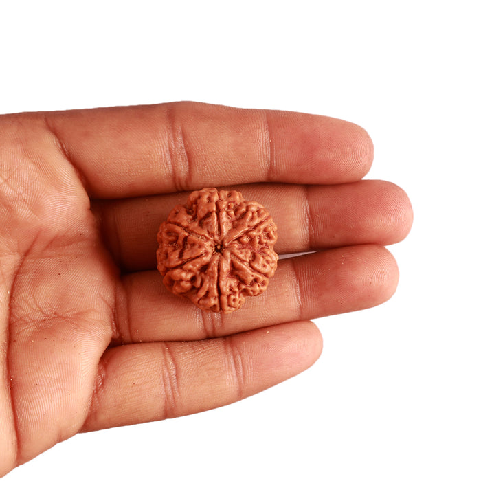 6 Mukhi Rudraksha from Nepal - Bead No. 396