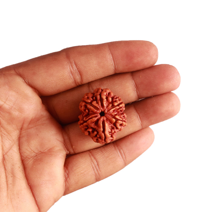 6 Mukhi Rudraksha from Nepal - Bead No. 397