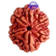 Load image into Gallery viewer, 6 Mukhi Rudraksha from Nepal - Bead No. 397

