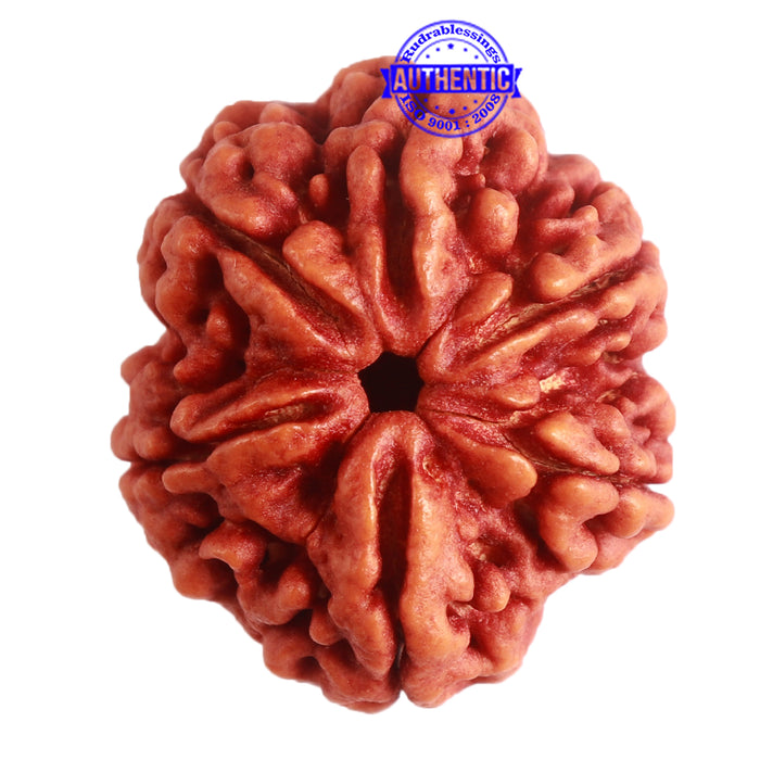 6 Mukhi Rudraksha from Nepal - Bead No. 397