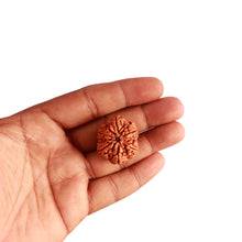 Load image into Gallery viewer, 6 Mukhi Rudraksha from Nepal - Bead No. 398
