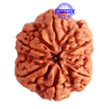 Load image into Gallery viewer, 6 Mukhi Rudraksha from Nepal - Bead No. 398
