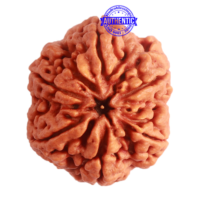 6 Mukhi Rudraksha from Nepal - Bead No. 398