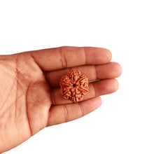Load image into Gallery viewer, 6 Mukhi Rudraksha from Nepal - Bead No. 399
