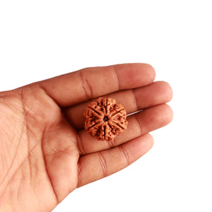 6 Mukhi Rudraksha from Nepal - Bead No. 400