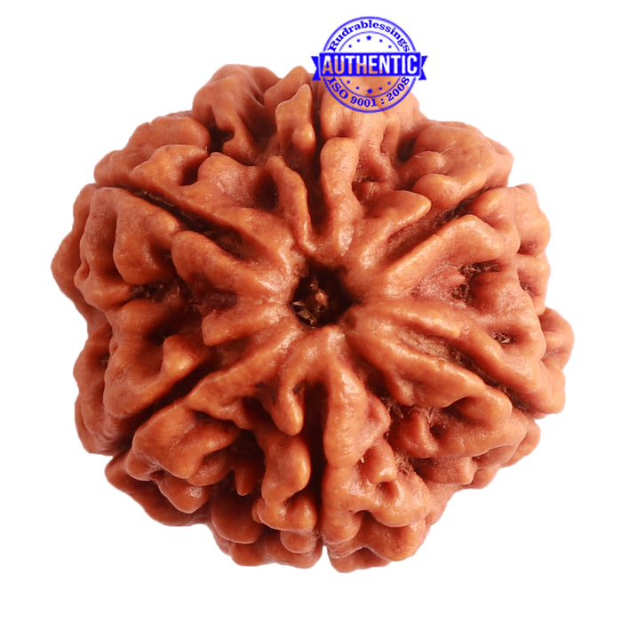 6 Mukhi Rudraksha from Nepal - Bead No. 400